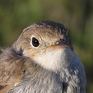 Mindre flugsnappare, Sundre 20080603